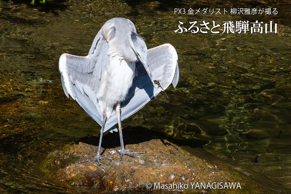 晩夏の飛騨高山(昼寝していたアオサギの嘴にとまったオニヤンマ)　撮影・柳沢雅彦