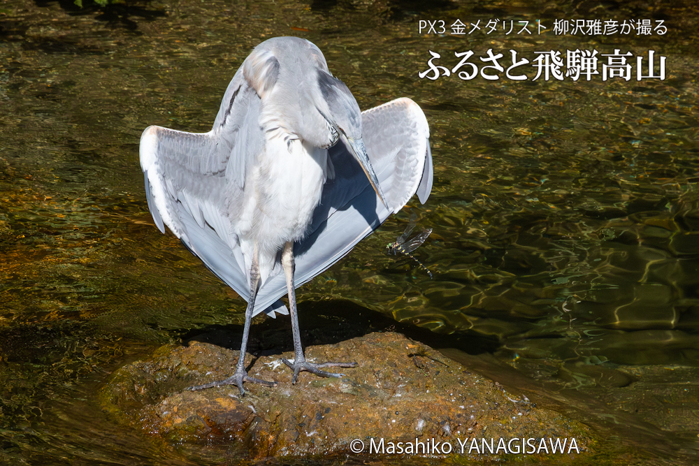 晩夏の飛騨高山(目覚めたアオサギの嘴から飛び立ったオニヤンマ)　撮影・柳沢雅彦