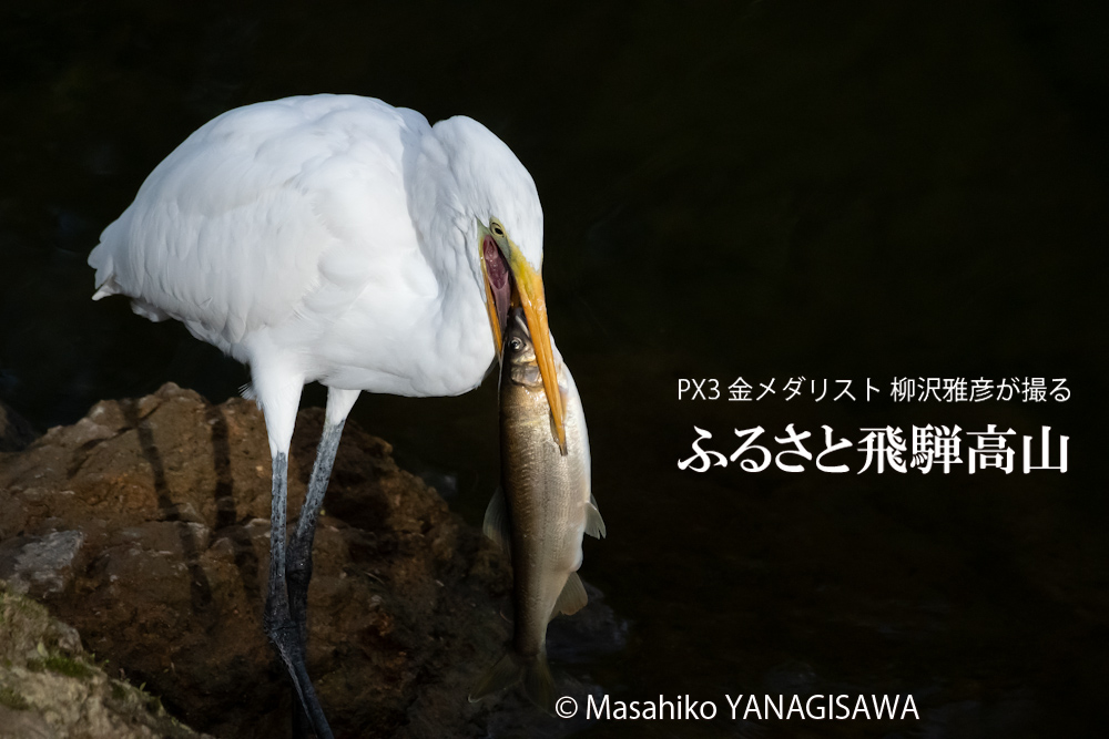 晩夏の飛騨高山(巨大なアユを咥えたダイサギ)　撮影・柳沢雅彦