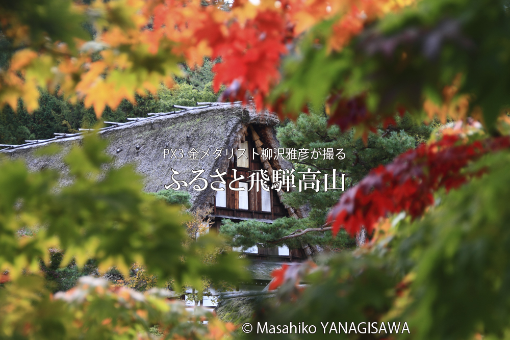 飛騨高山の紅葉(合掌造り)　撮影・柳沢雅彦