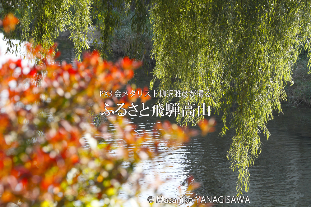 飛騨高山の紅葉　撮影・柳沢雅彦