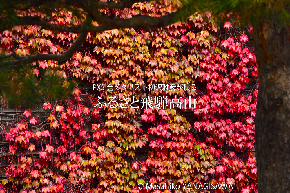 飛騨高山の紅葉　撮影・柳沢雅彦