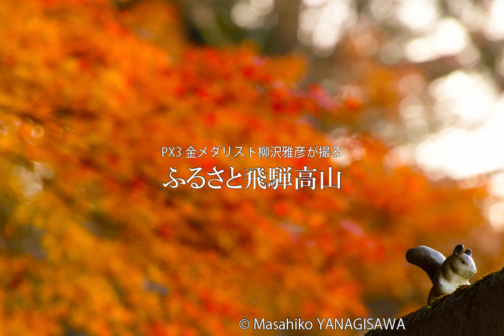 飛騨高山の紅葉(城山公園の人気者リスの置物)　撮影・柳沢雅彦