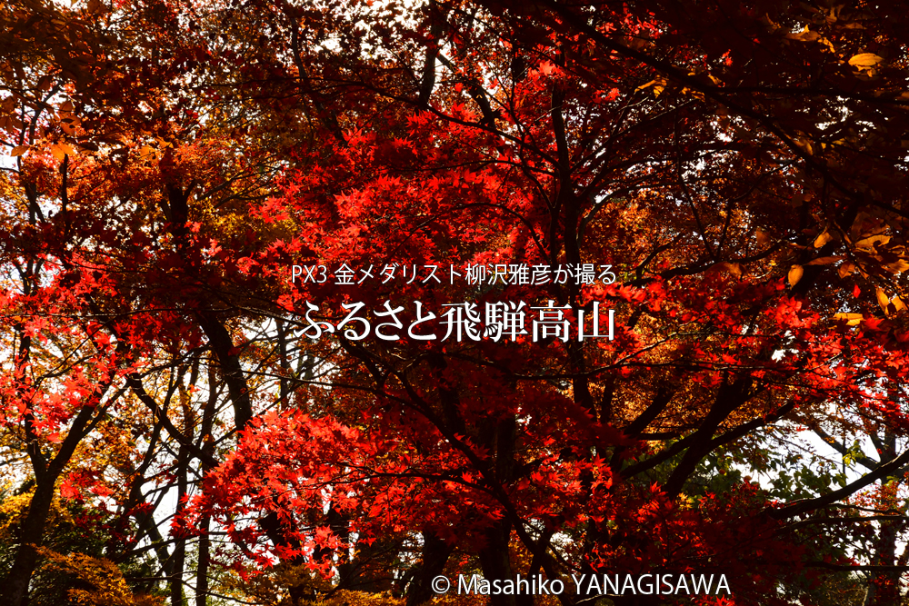 飛騨高山の紅葉　撮影・柳沢雅彦