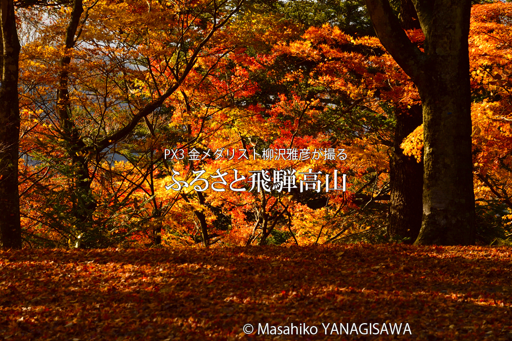 飛騨高山の紅葉　撮影・柳沢雅彦