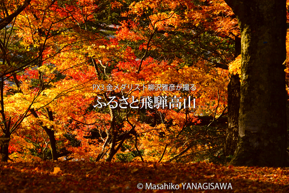 飛騨高山の紅葉　撮影・柳沢雅彦