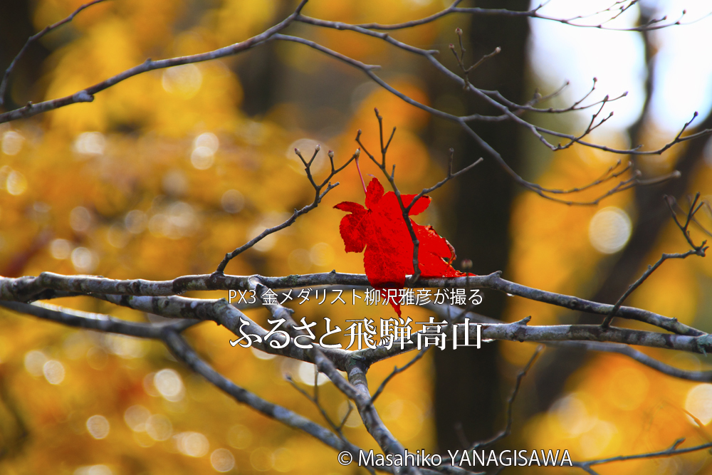 飛騨高山の紅葉　撮影・柳沢雅彦