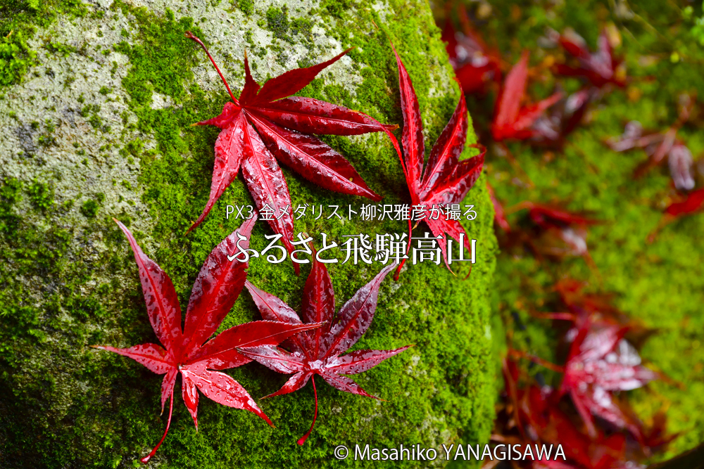 飛騨高山の紅葉　撮影・柳沢雅彦