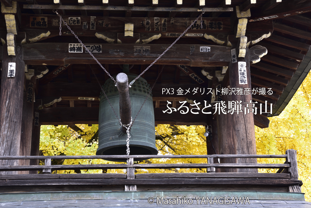 飛騨国分寺の大銀杏(国指定天然記念物)　撮影・柳沢雅彦