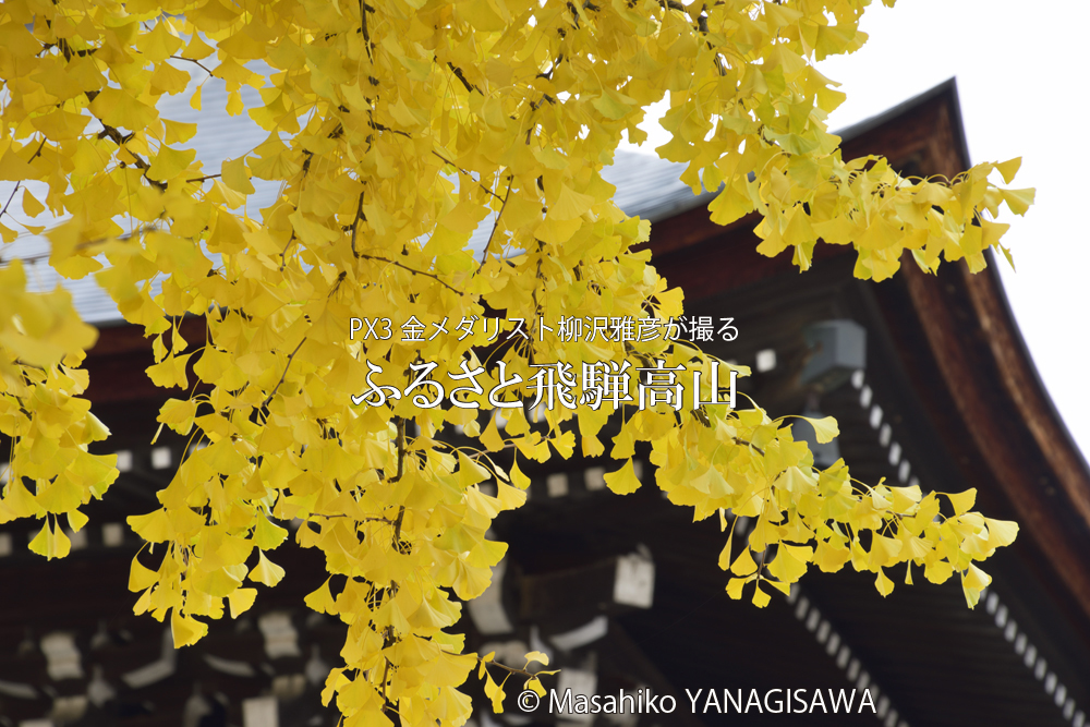 飛騨高山の紅葉　撮影・柳沢雅彦