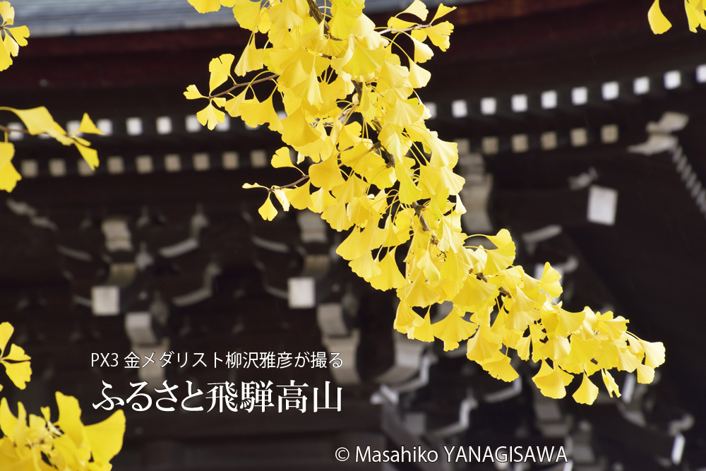 飛騨高山の紅葉　撮影・柳沢雅彦