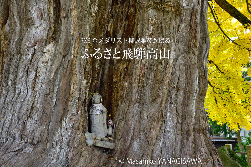 飛騨高山の紅葉　撮影・柳沢雅彦