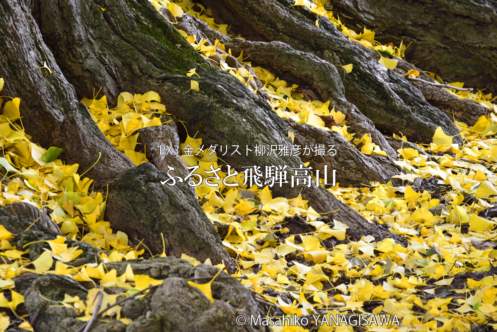 飛騨高山の紅葉　撮影・柳沢雅彦