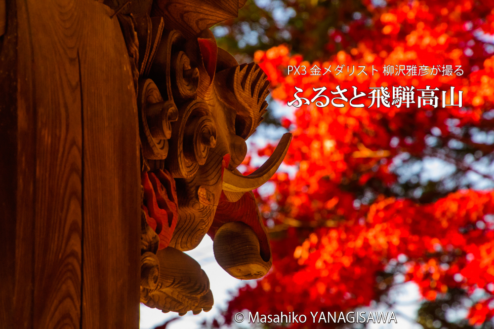 飛騨高山の紅葉　撮影・柳沢雅彦