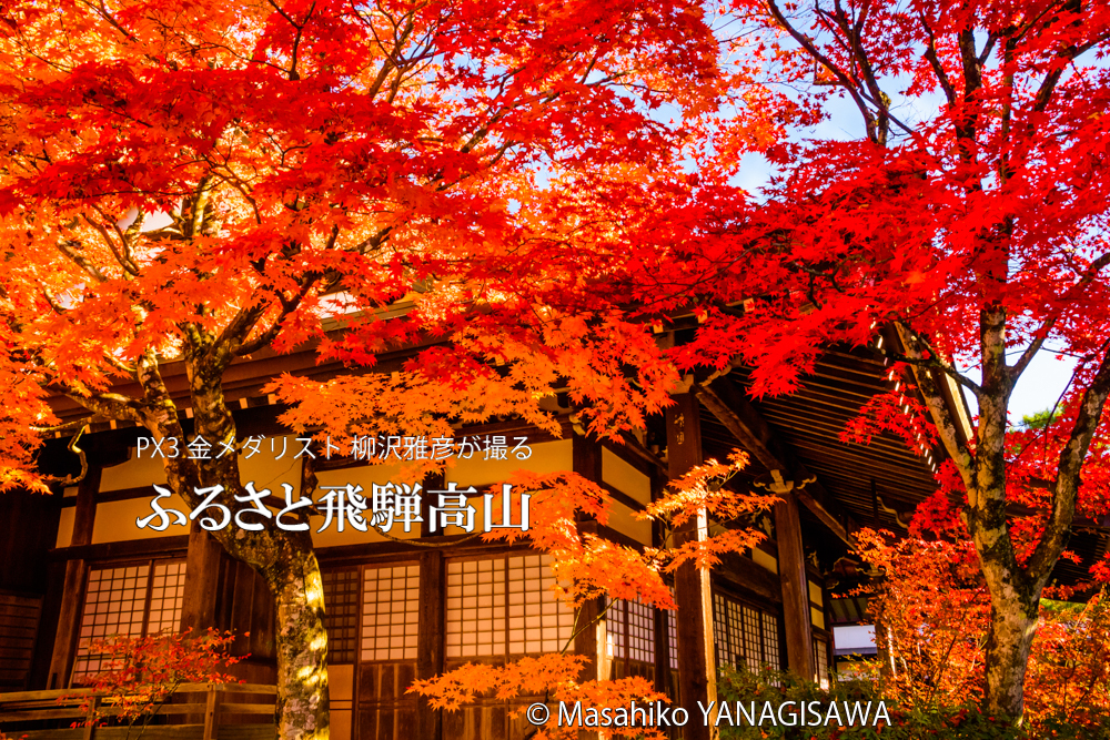 飛騨高山の紅葉　撮影・柳沢雅彦