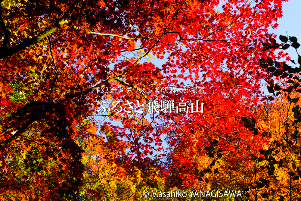 飛騨高山の紅葉　撮影・柳沢雅彦