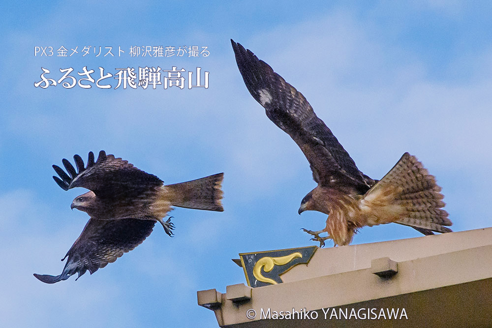 秋の飛騨高山(大鳥居の上を舞う２羽のトビ) 撮影・柳沢雅彦