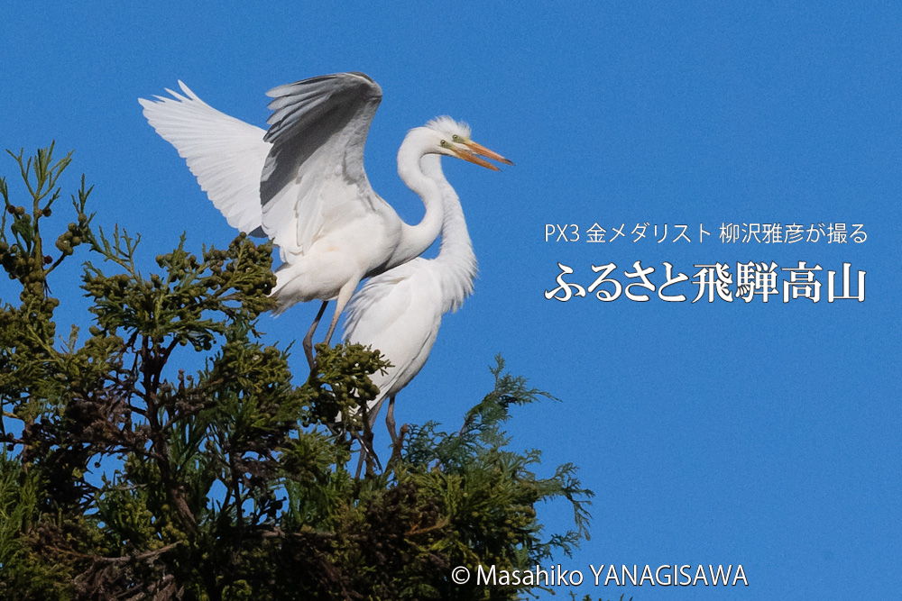 秋の飛騨高山の写真です－撮影 柳沢雅彦