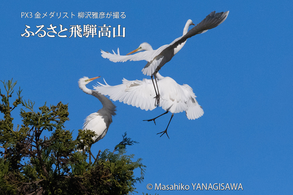 秋の飛騨高山の写真です－撮影 柳沢雅彦