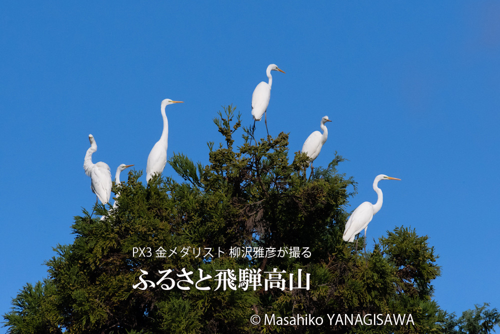 秋の飛騨高山(ダイサギの群れ)　撮影・柳沢雅彦