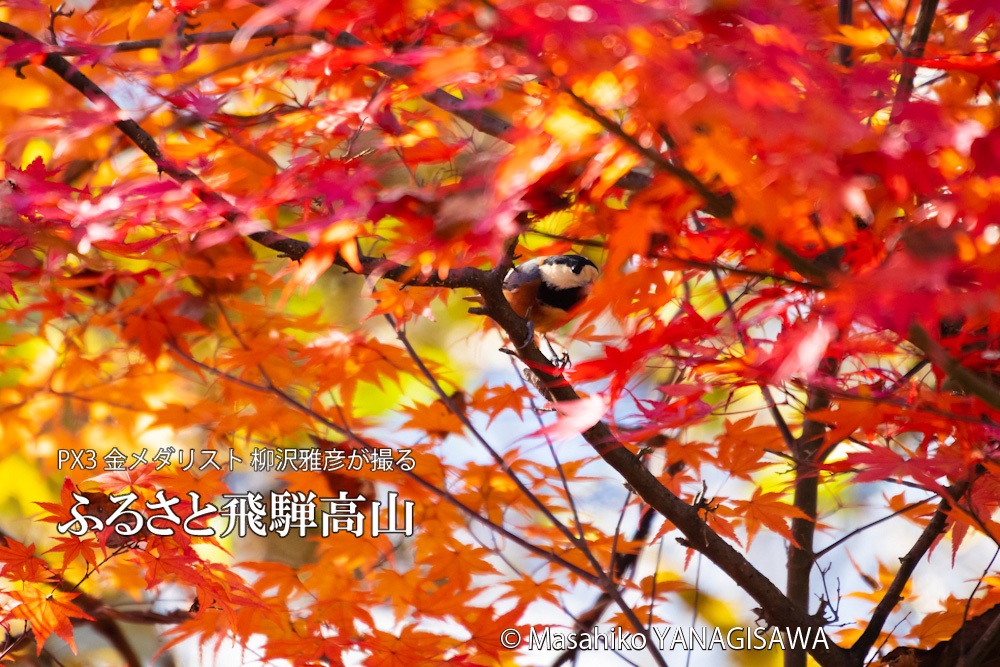 飛騨高山の紅葉(ヤマガラ)　撮影・柳沢雅彦