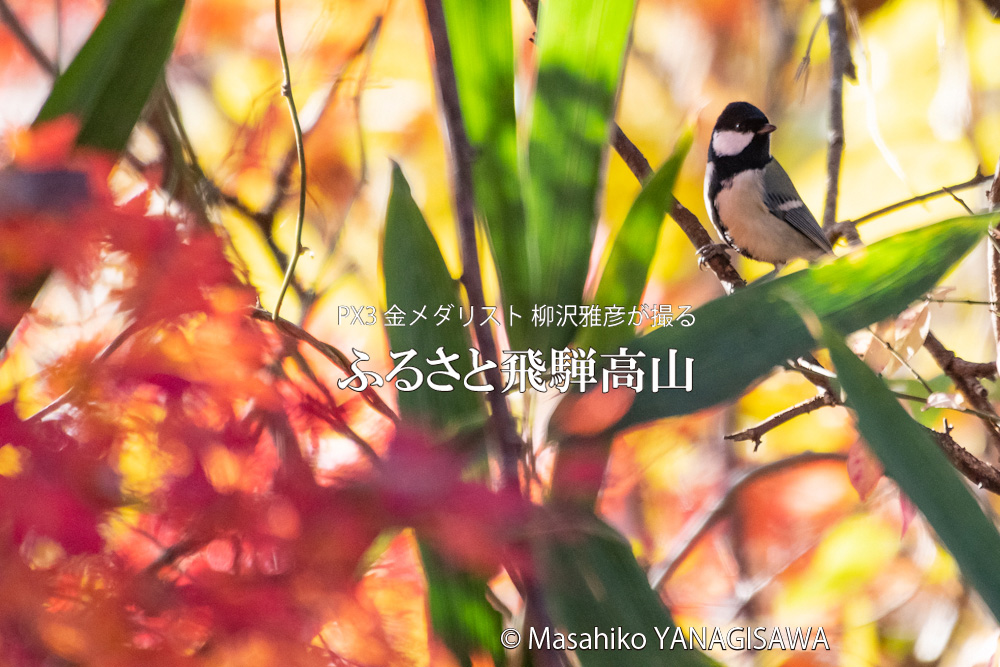 飛騨高山の紅葉(シジュウカラ)　撮影・柳沢雅彦