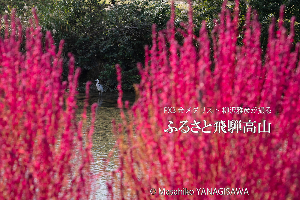 飛騨高山の紅葉(アオサギ)　撮影・柳沢雅彦