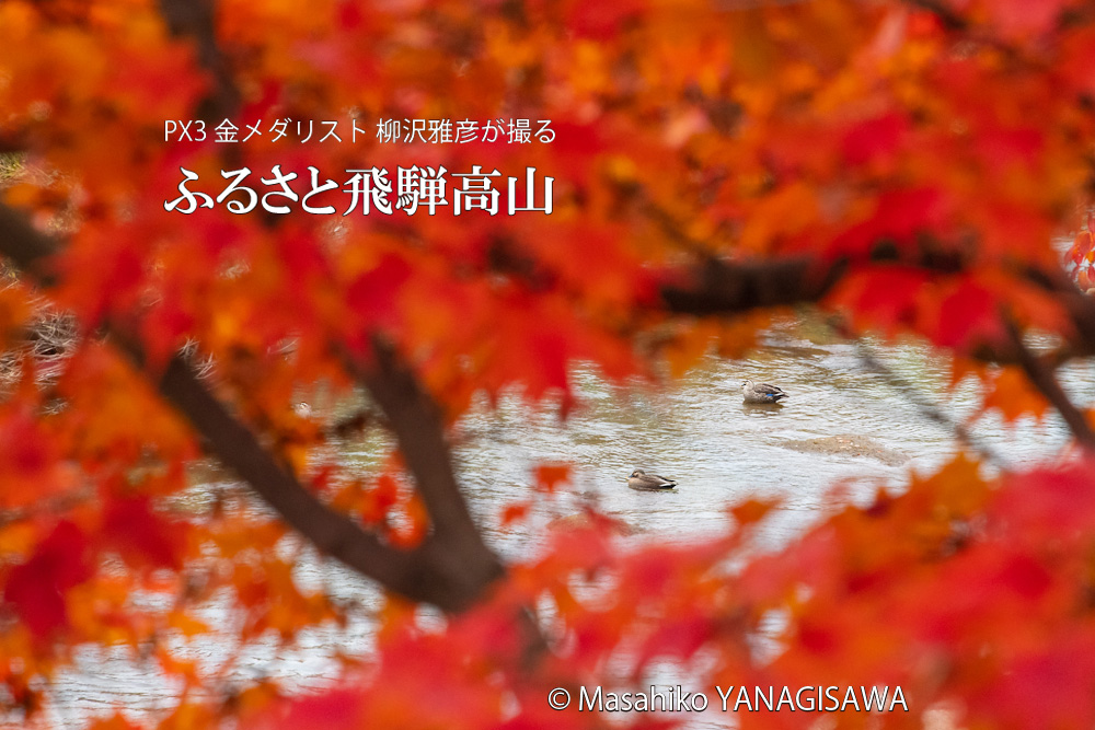 飛騨高山の紅葉(カルガモ)　撮影・柳沢雅彦