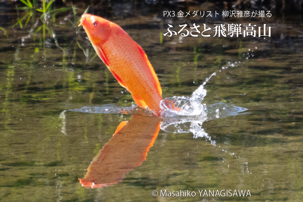 秋の飛騨高山の写真です－撮影 柳沢雅彦