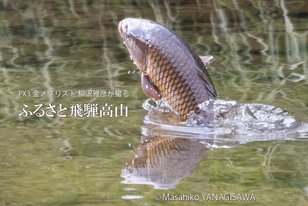 秋の飛騨高山の写真です－撮影 柳沢雅彦