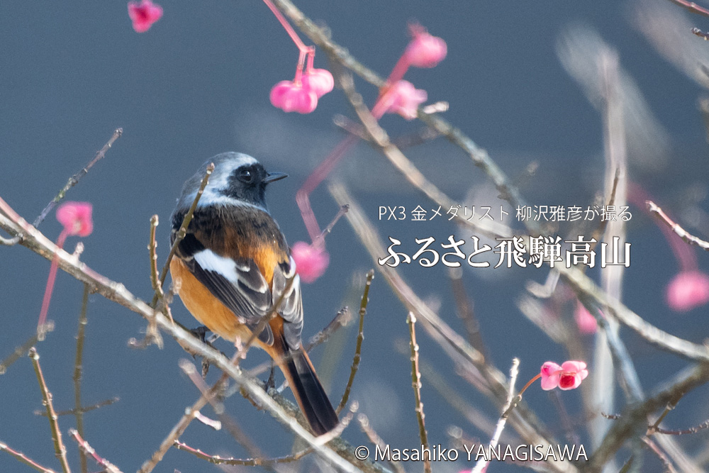 秋の飛騨高山(ジョウビタキ雄) 撮影・柳沢雅彦