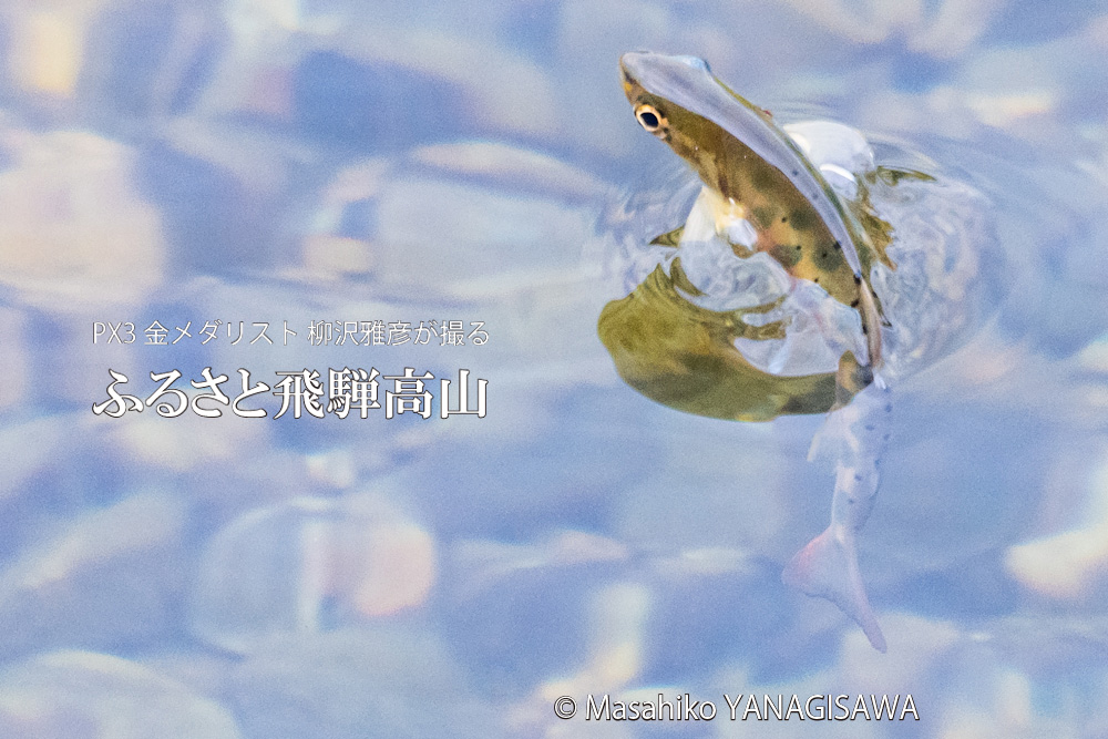 秋の飛騨高山の写真です－撮影 柳沢雅彦