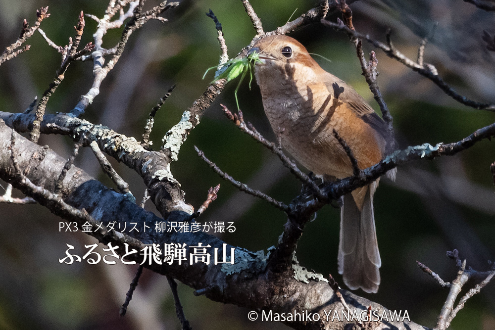 秋の飛騨高山の写真です－撮影 柳沢雅彦