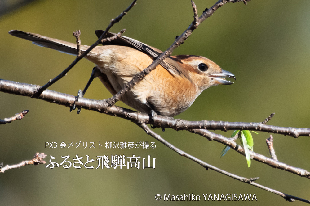 秋の飛騨高山(バッタを枝に刺して満足げなモズ) 撮影・柳沢雅彦