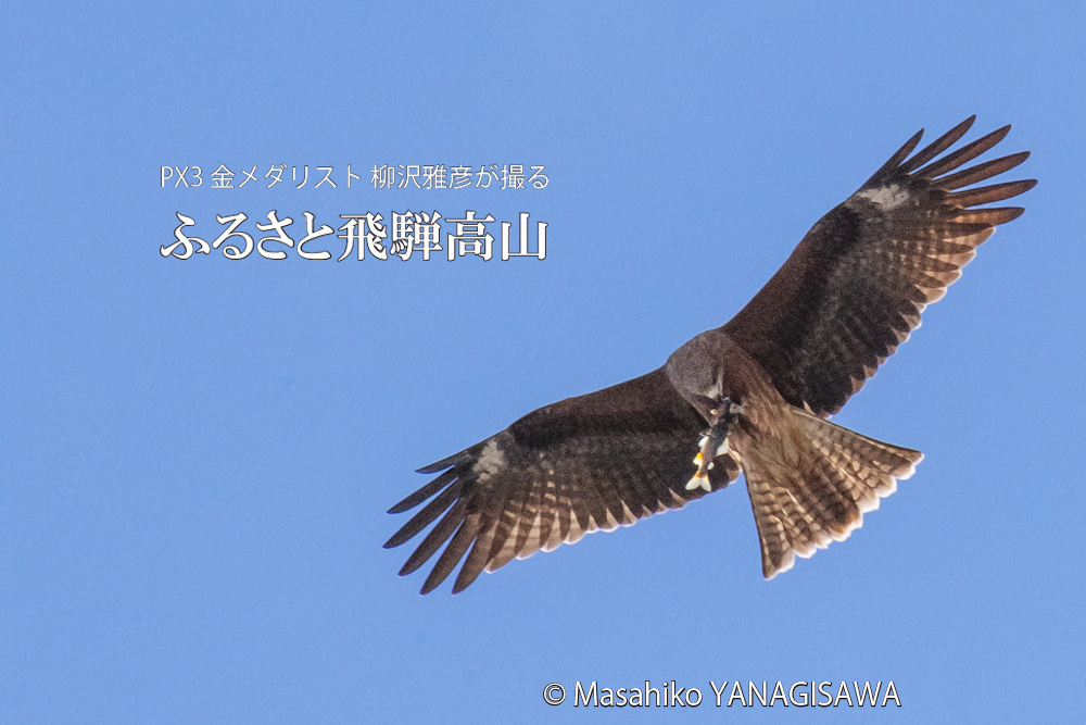 秋の飛騨高山の写真です－撮影 柳沢雅彦