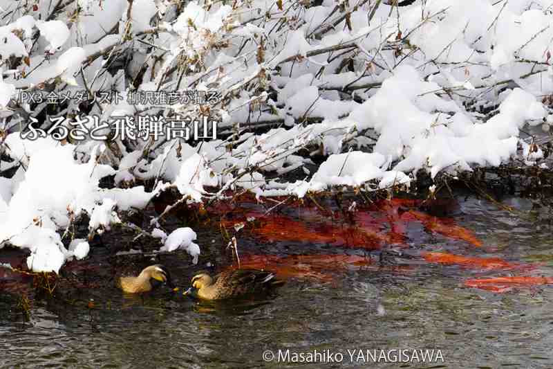 飛騨高山の雪景色(カルガモ、緋鯉)　撮影・柳沢雅彦