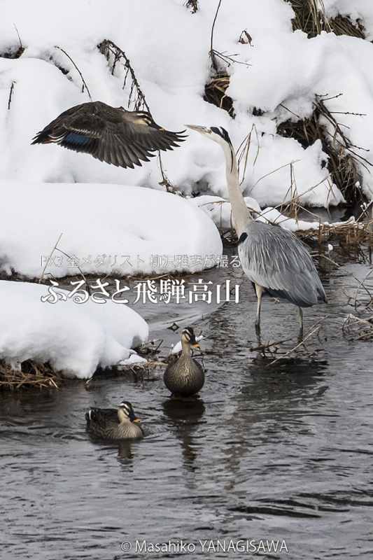 飛騨高山の雪景色(カルガモ、アオサギ)　撮影・柳沢雅彦