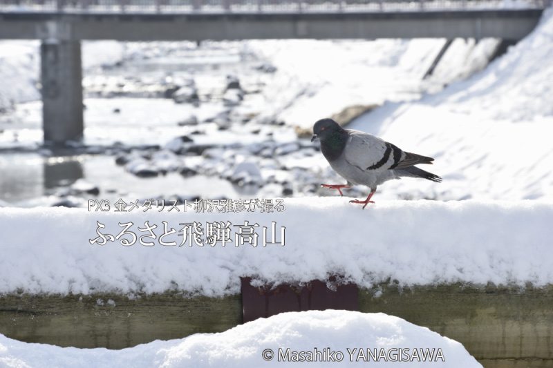 飛騨高山の雪景色(ドバト)　撮影・柳沢雅彦