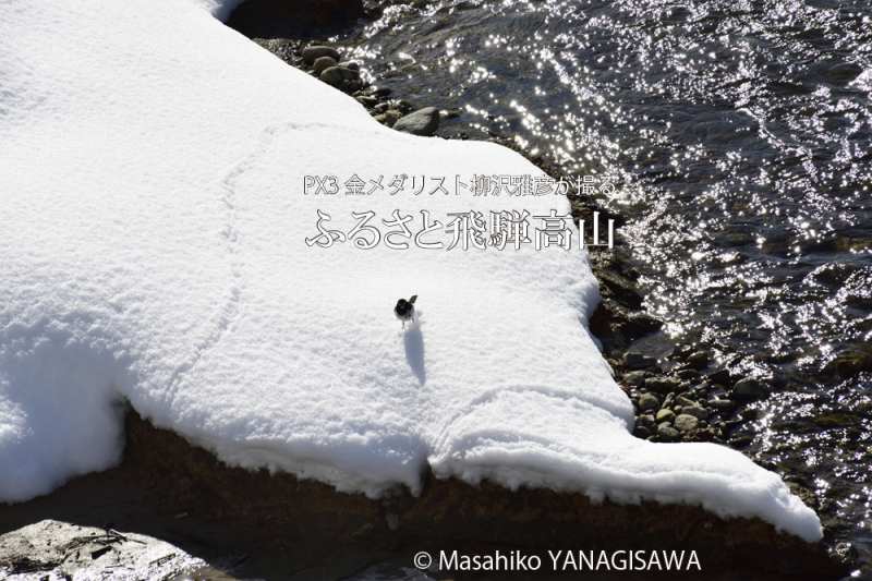 飛騨高山の雪景色(セグロセキレイ)　撮影・柳沢雅彦