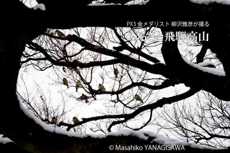 飛騨高山の雪景色(アトリ)　撮影・柳沢雅彦