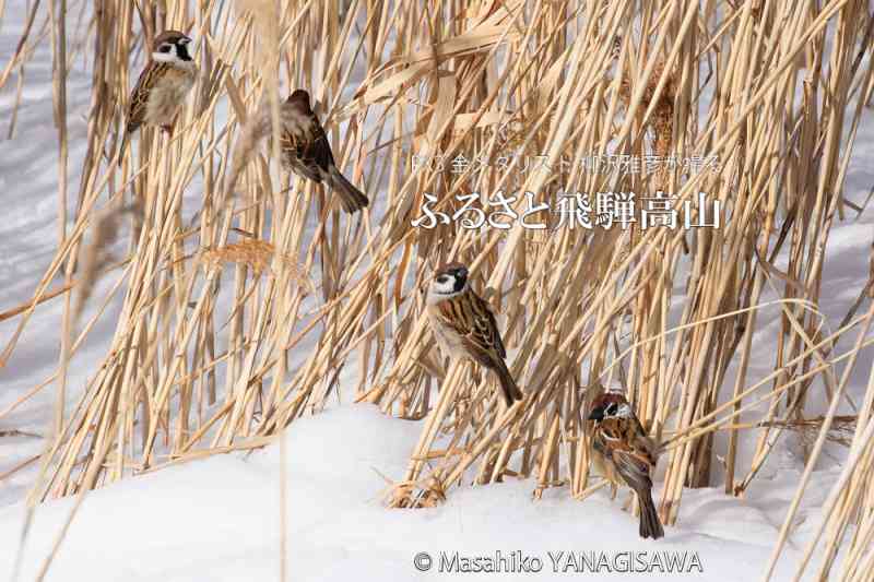 飛騨高山の雪景色(スズメ)　撮影・柳沢雅彦