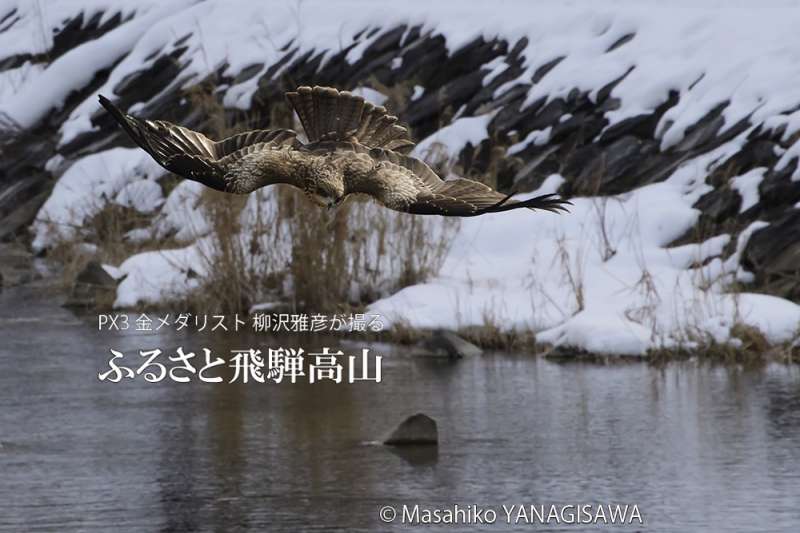 飛騨高山の雪景色(トビ)　撮影・柳沢雅彦