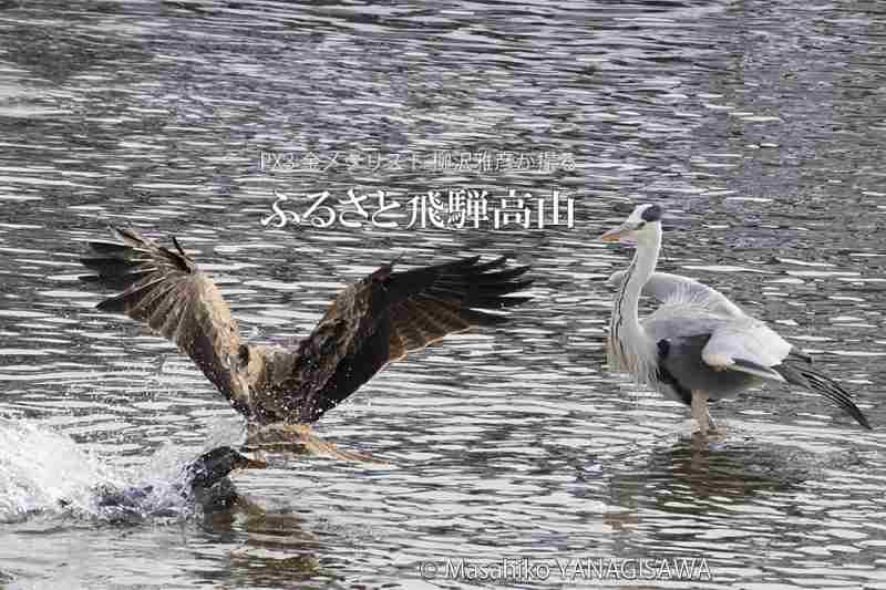 冬の飛騨高山(トビ、アオサギ、マガモの三つ巴)　撮影・柳沢雅彦