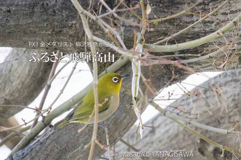 冬の飛騨高山(氷柱で遊ぶメジロ)　撮影・柳沢雅彦