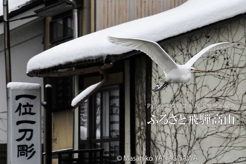 飛騨高山の雪景色(ダイサギ)　撮影・柳沢雅彦