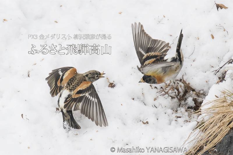 飛騨高山の雪景色(アトリ)　撮影・柳沢雅彦