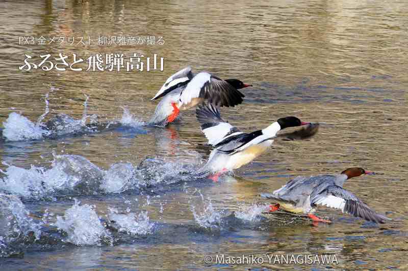 冬の飛騨高山(宮川でタイムトライアルを展開するカワアイサの雄と雌)　撮影・柳沢雅彦