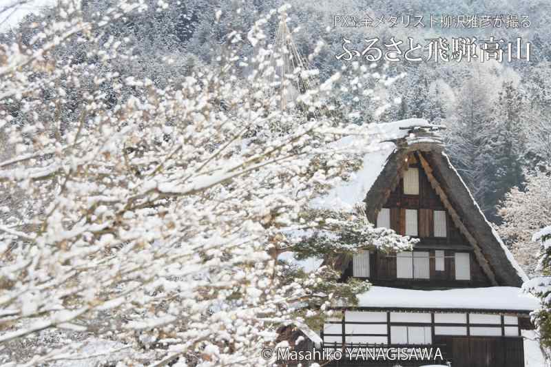 飛騨高山の雪景色(合掌造り)　撮影・柳沢雅彦