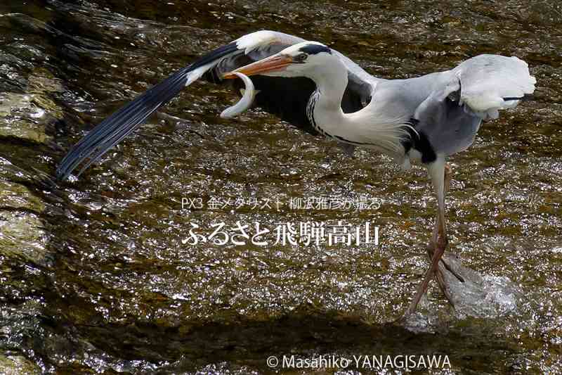 初夏の飛騨高山(アオサギ)　撮影・柳沢雅彦