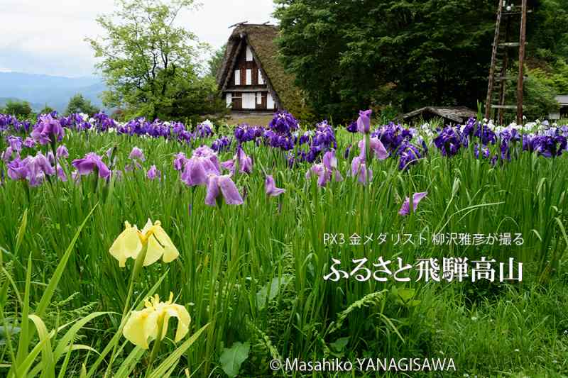 初夏の飛騨高山(ハナショウブ映える合掌造り)　撮影・柳沢雅彦